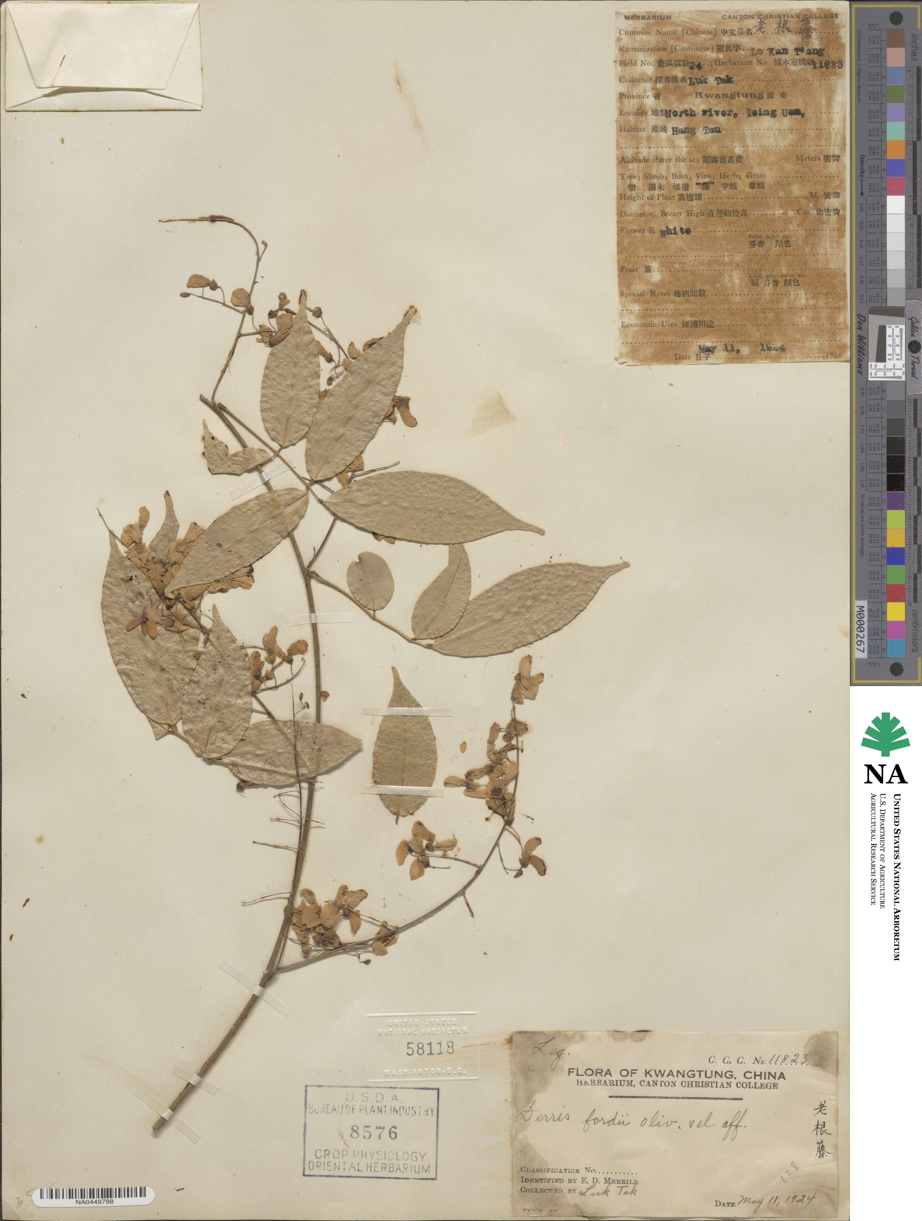 Derris fordii image
