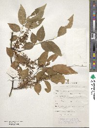 Derris trifoliata image