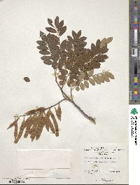 Image of Brachypterum microphyllum