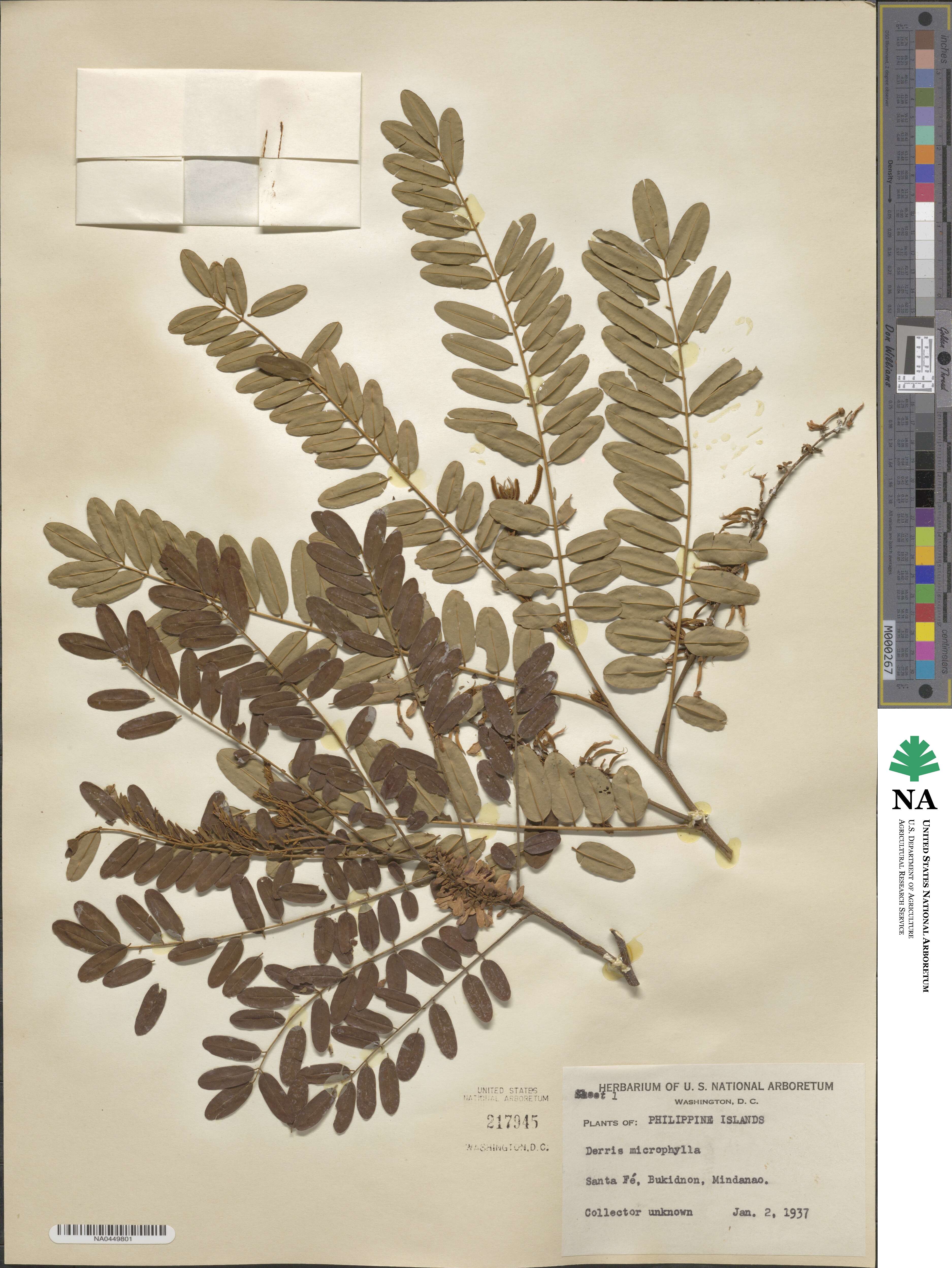 Brachypterum microphyllum image