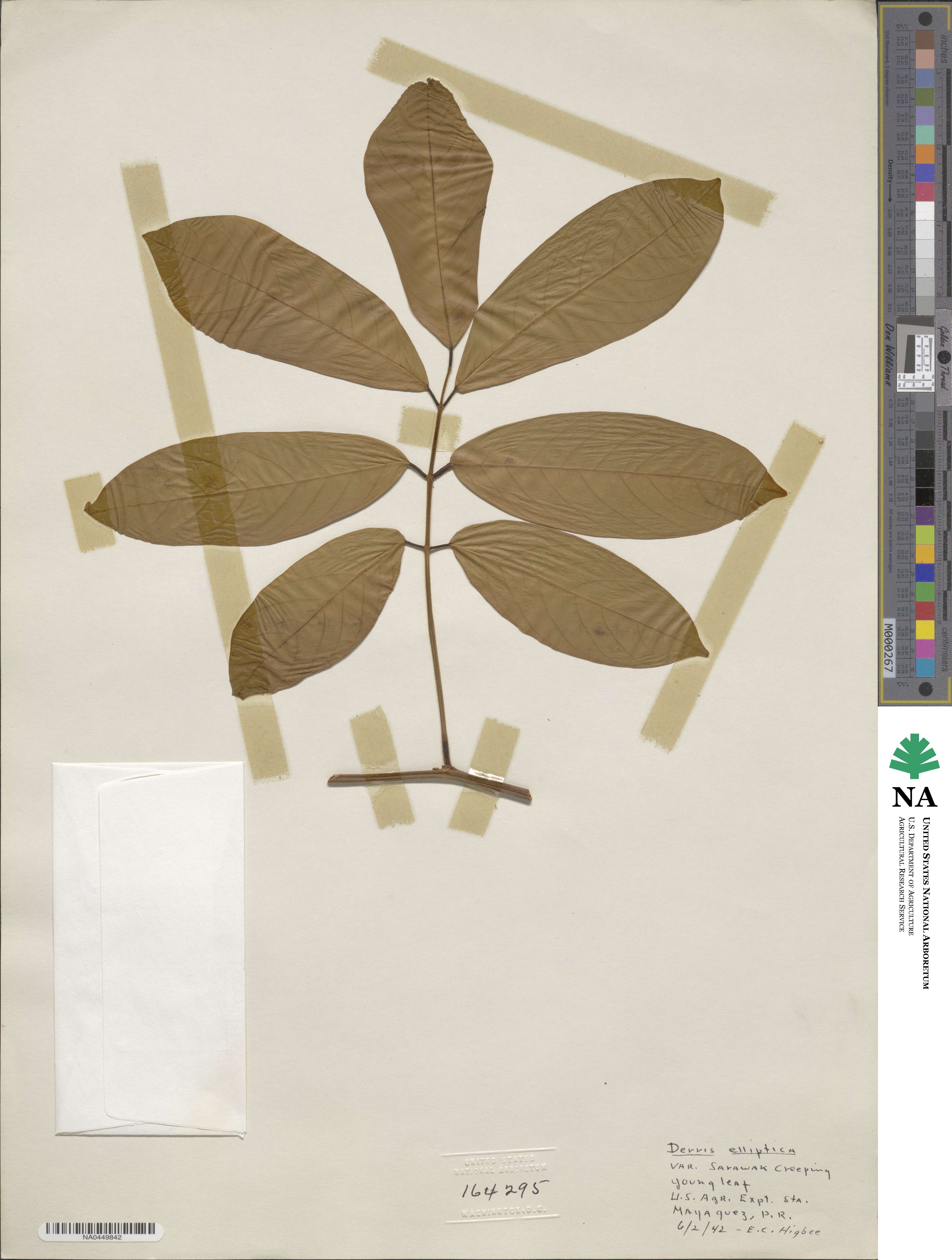 Derris elliptica image