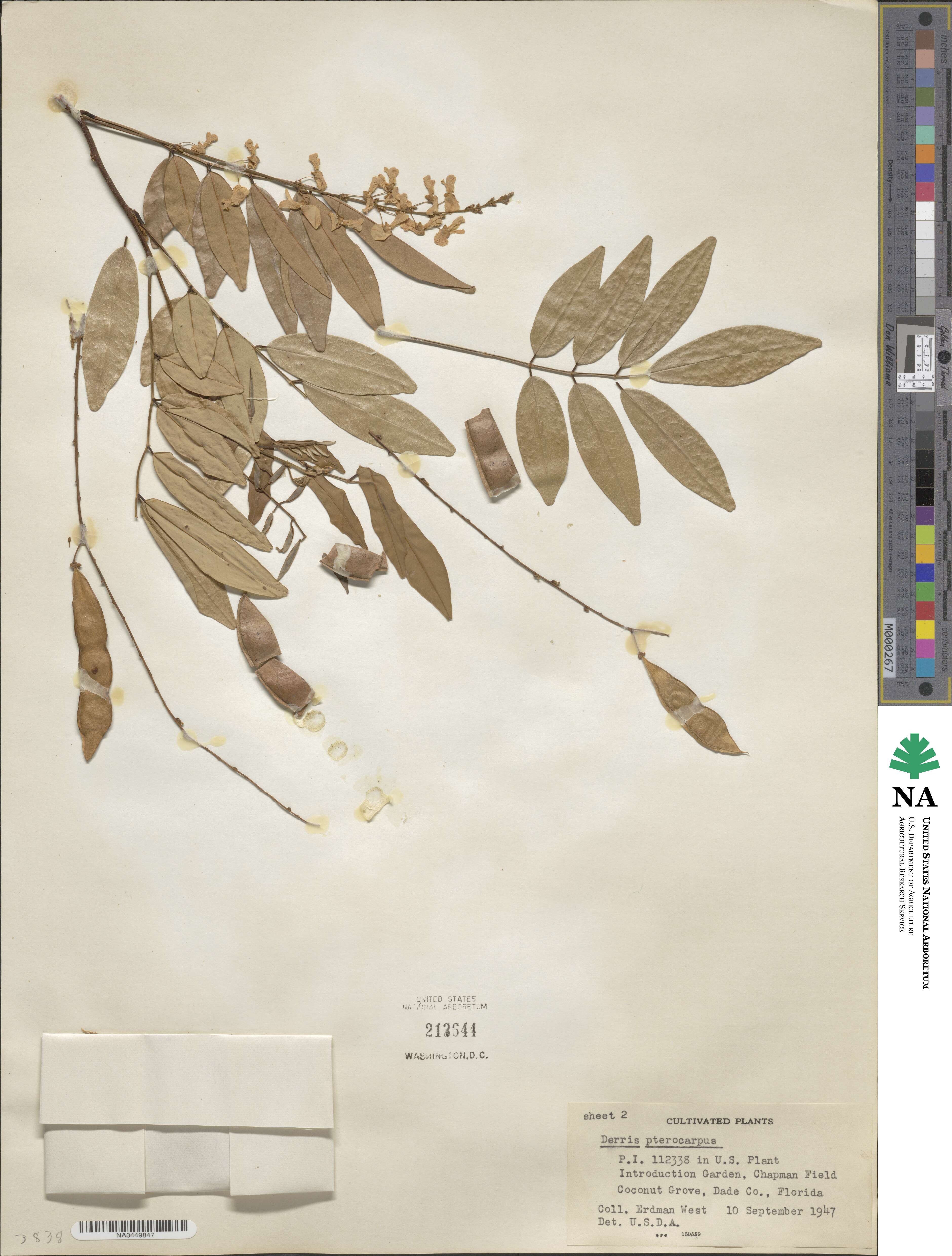Deguelia scandens image