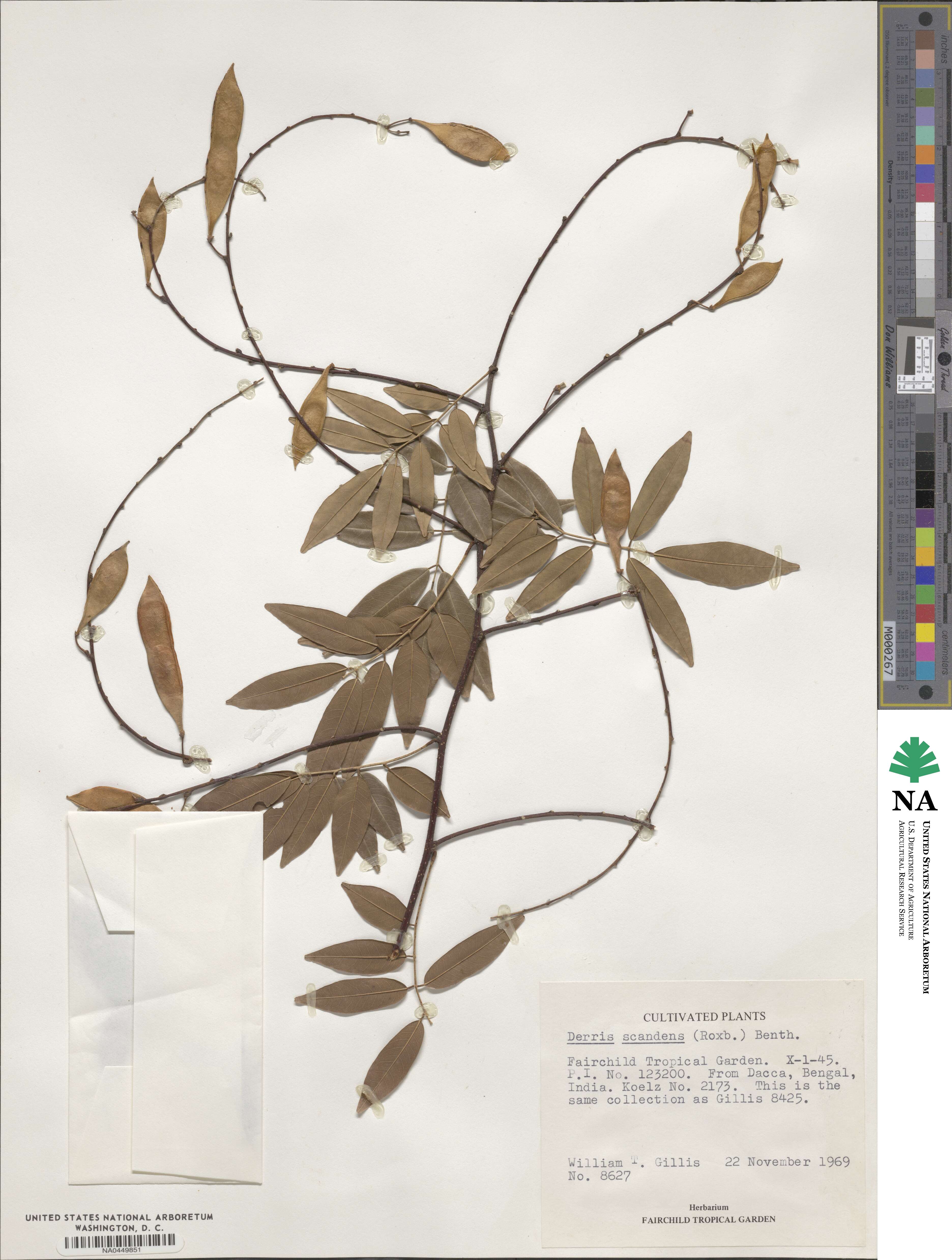 Derris scandens image