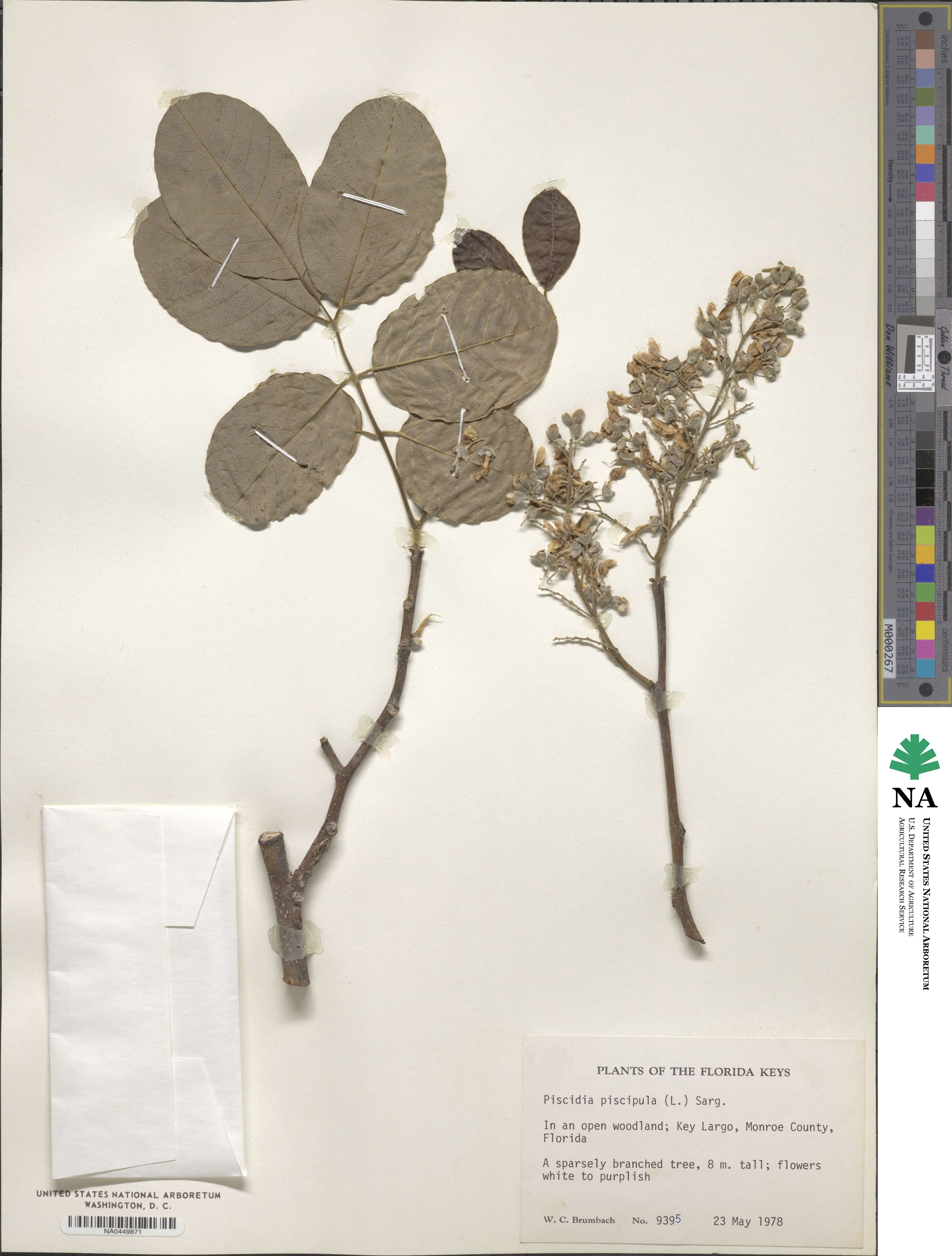 Piscidia piscipula image