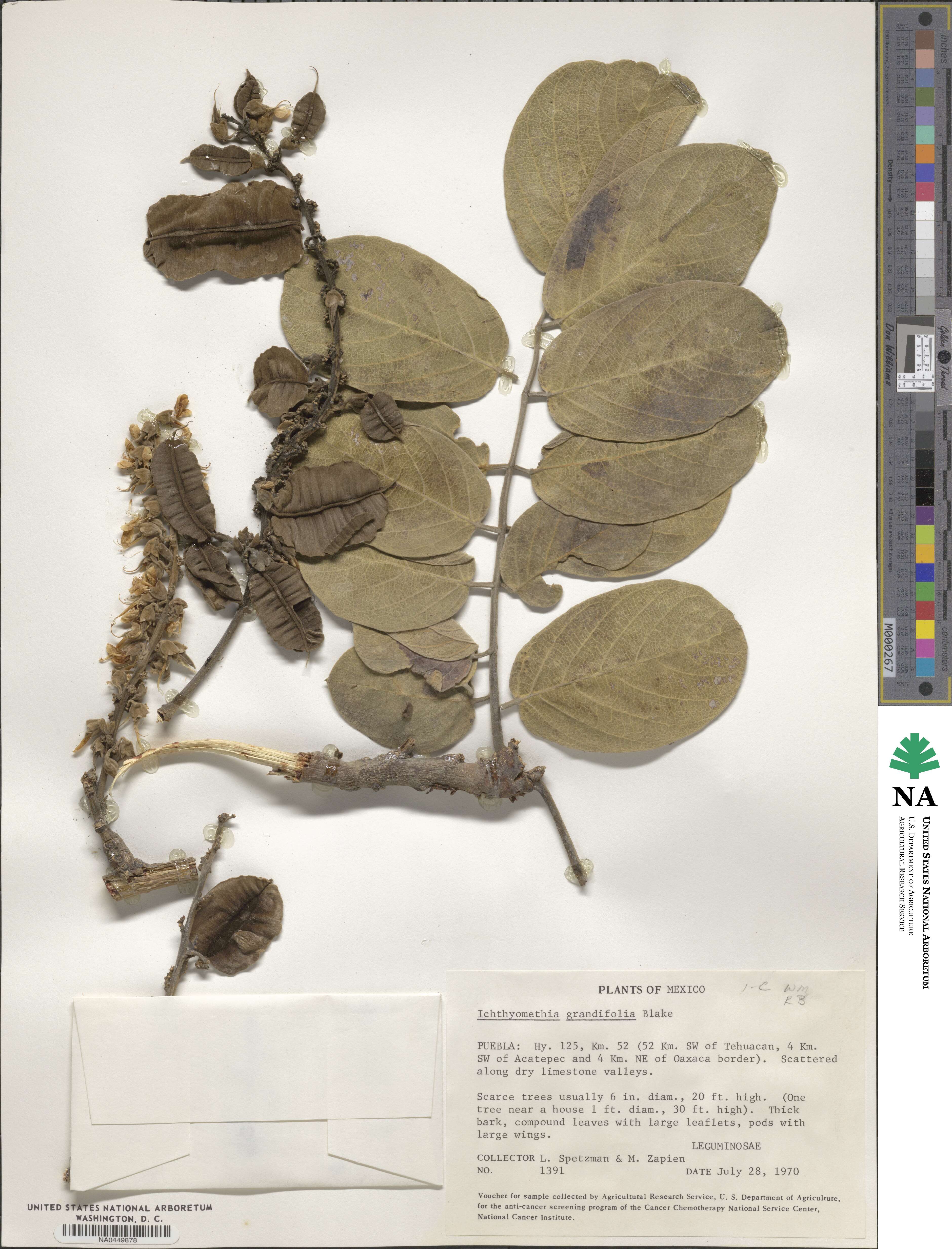 Piscidia grandifolia image