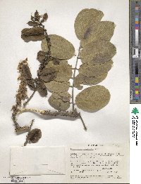 Image of Piscidia grandifolia