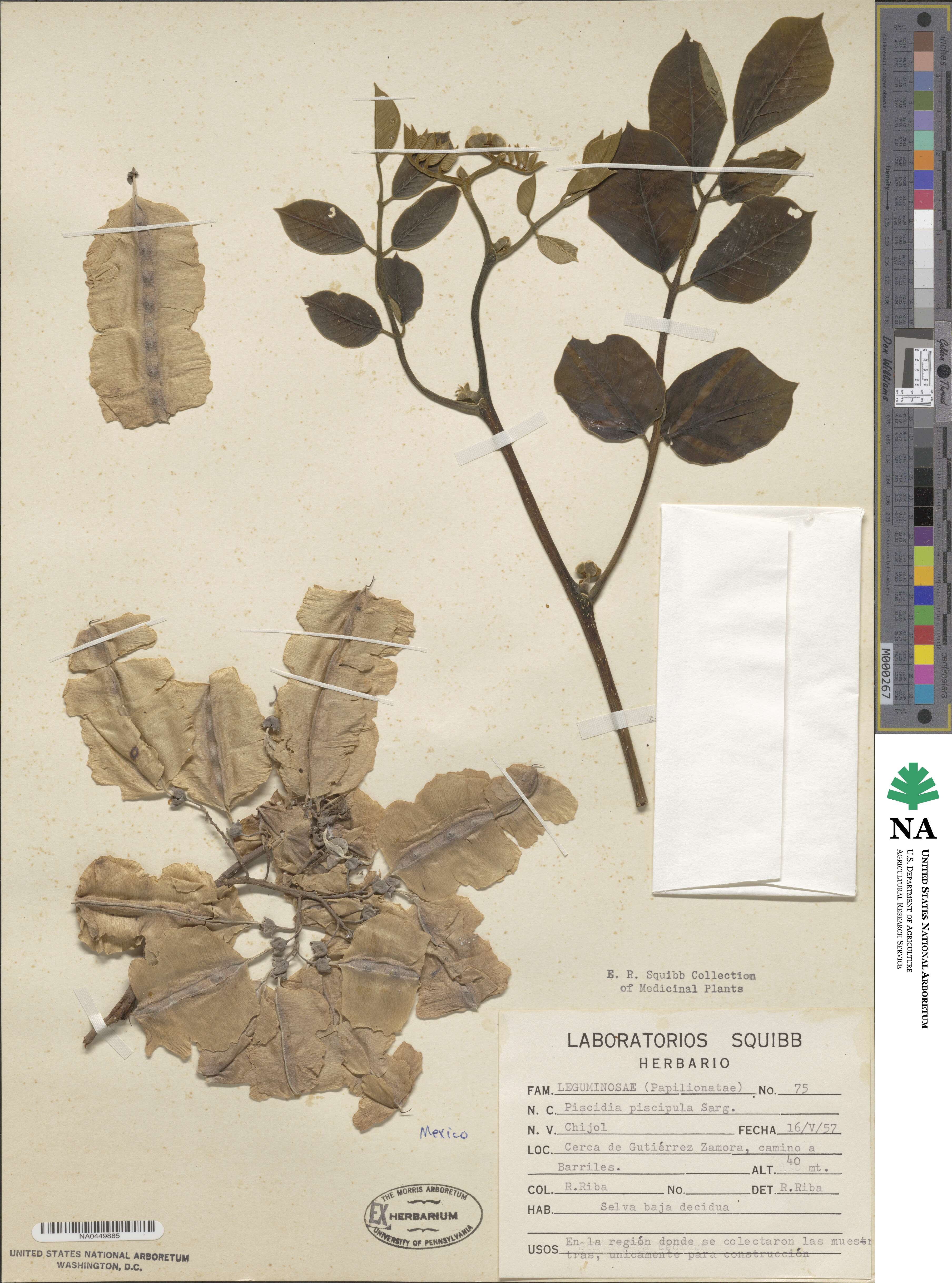 Piscidia piscipula image