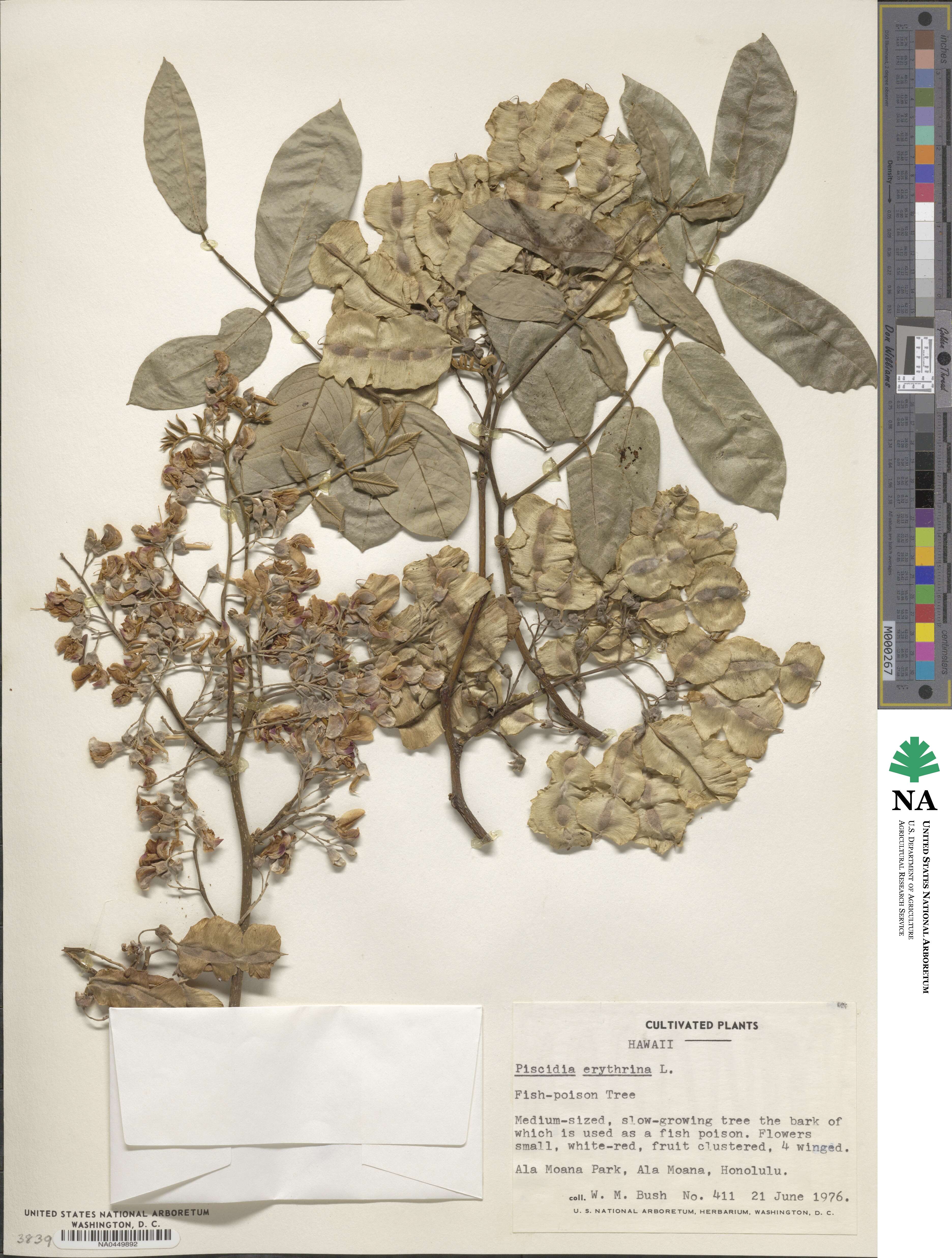Piscidia piscipula image