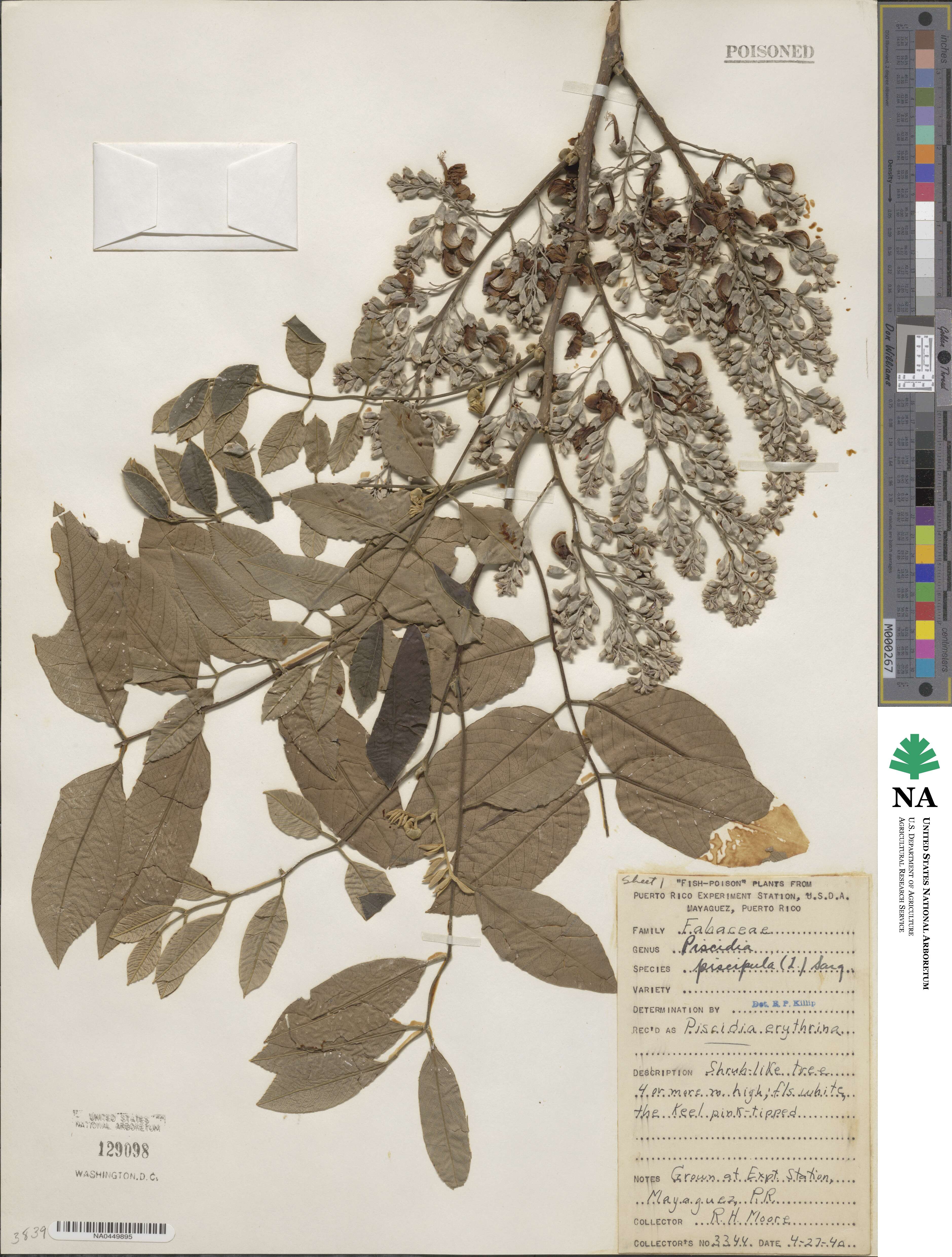 Piscidia piscipula image