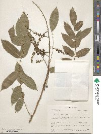 Andira inermis image