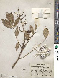 Andira inermis image