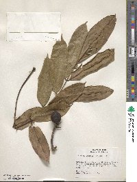 Andira inermis image