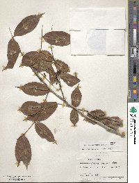 Andira inermis image