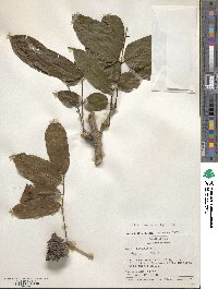 Andira inermis image