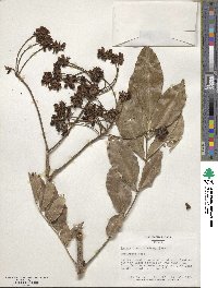 Andira inermis image