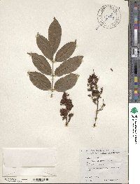 Andira inermis image