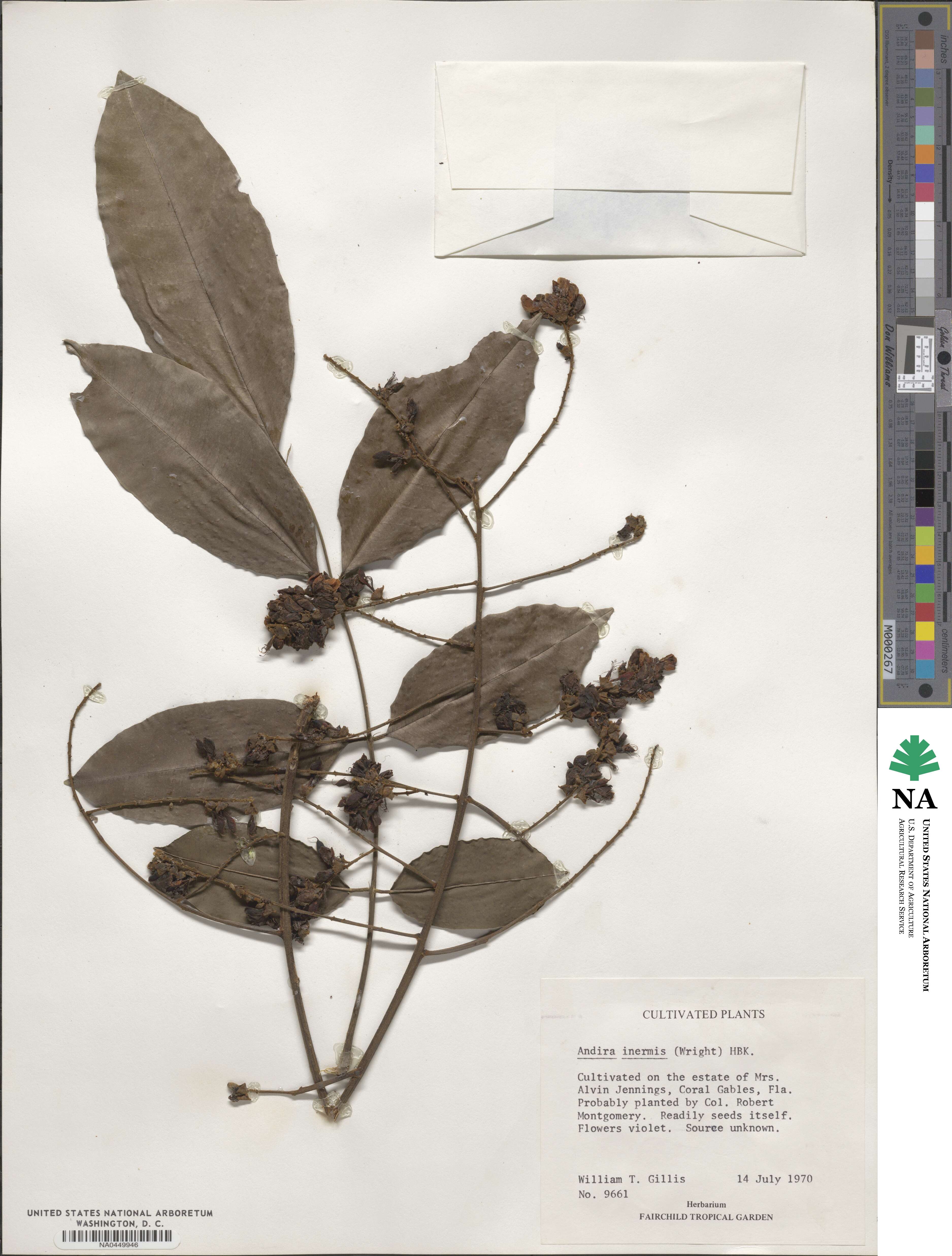 Andira inermis image