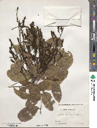 Andira inermis image