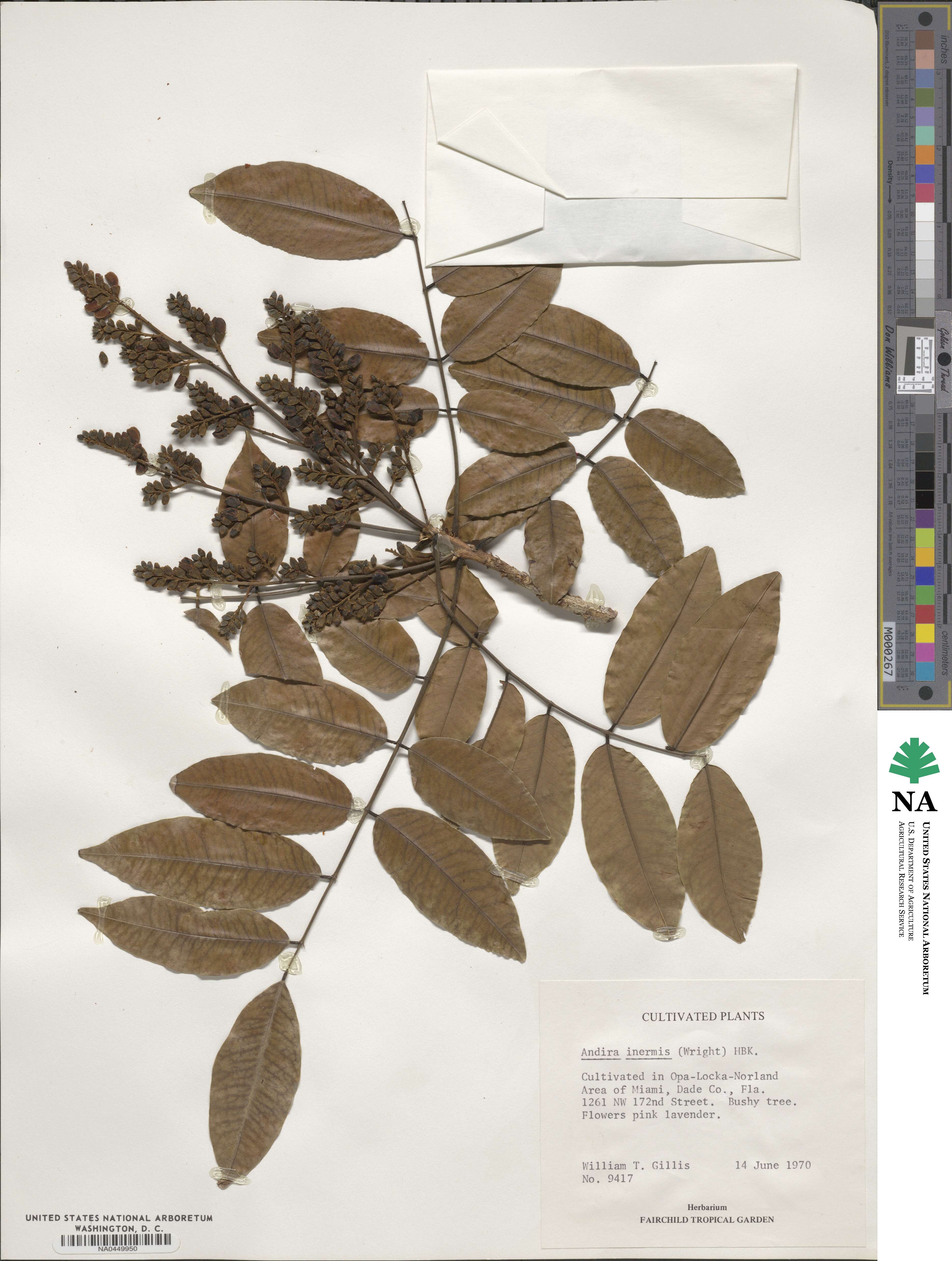 Andira image