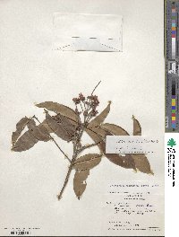 Taralea oppositifolia image