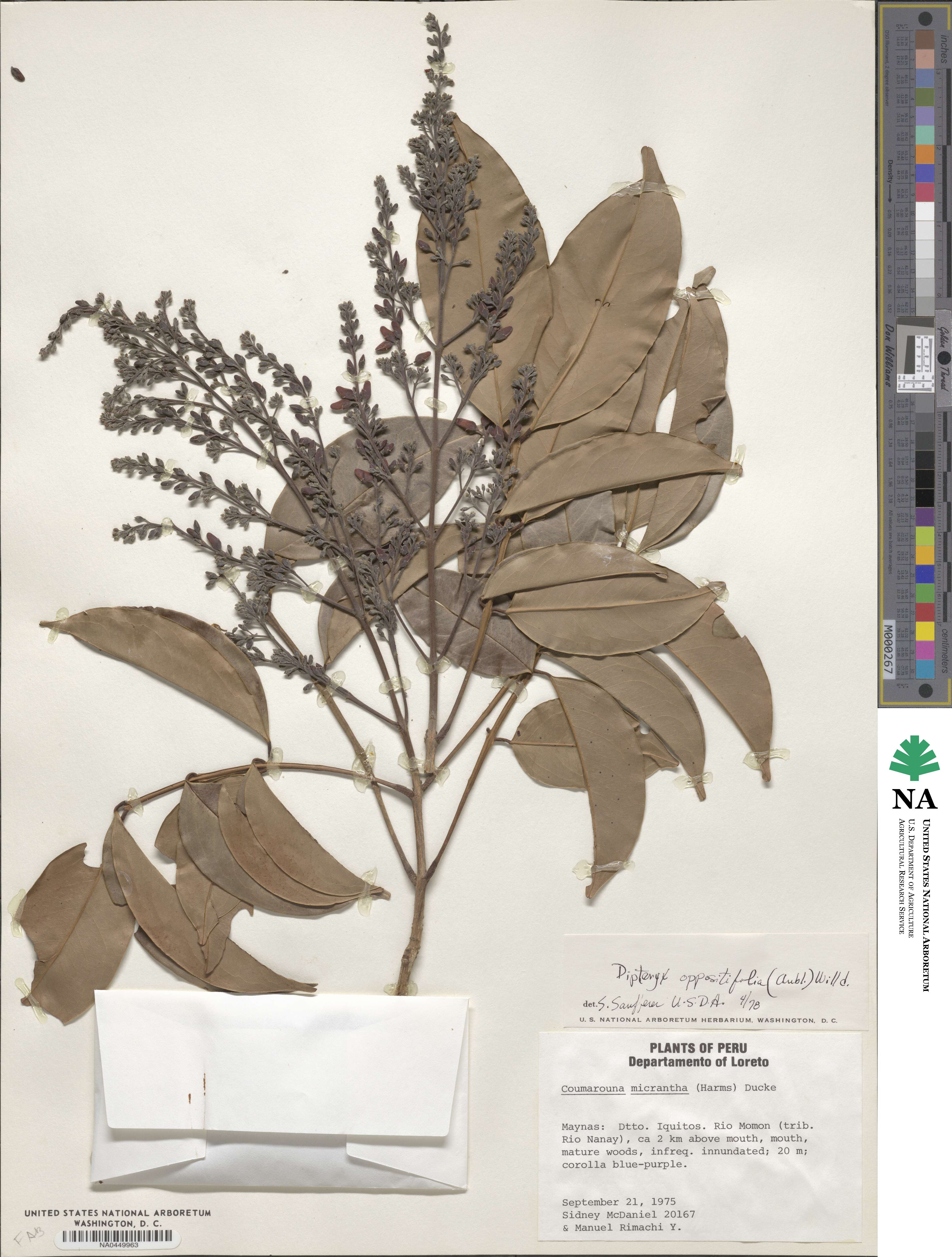 Taralea oppositifolia image