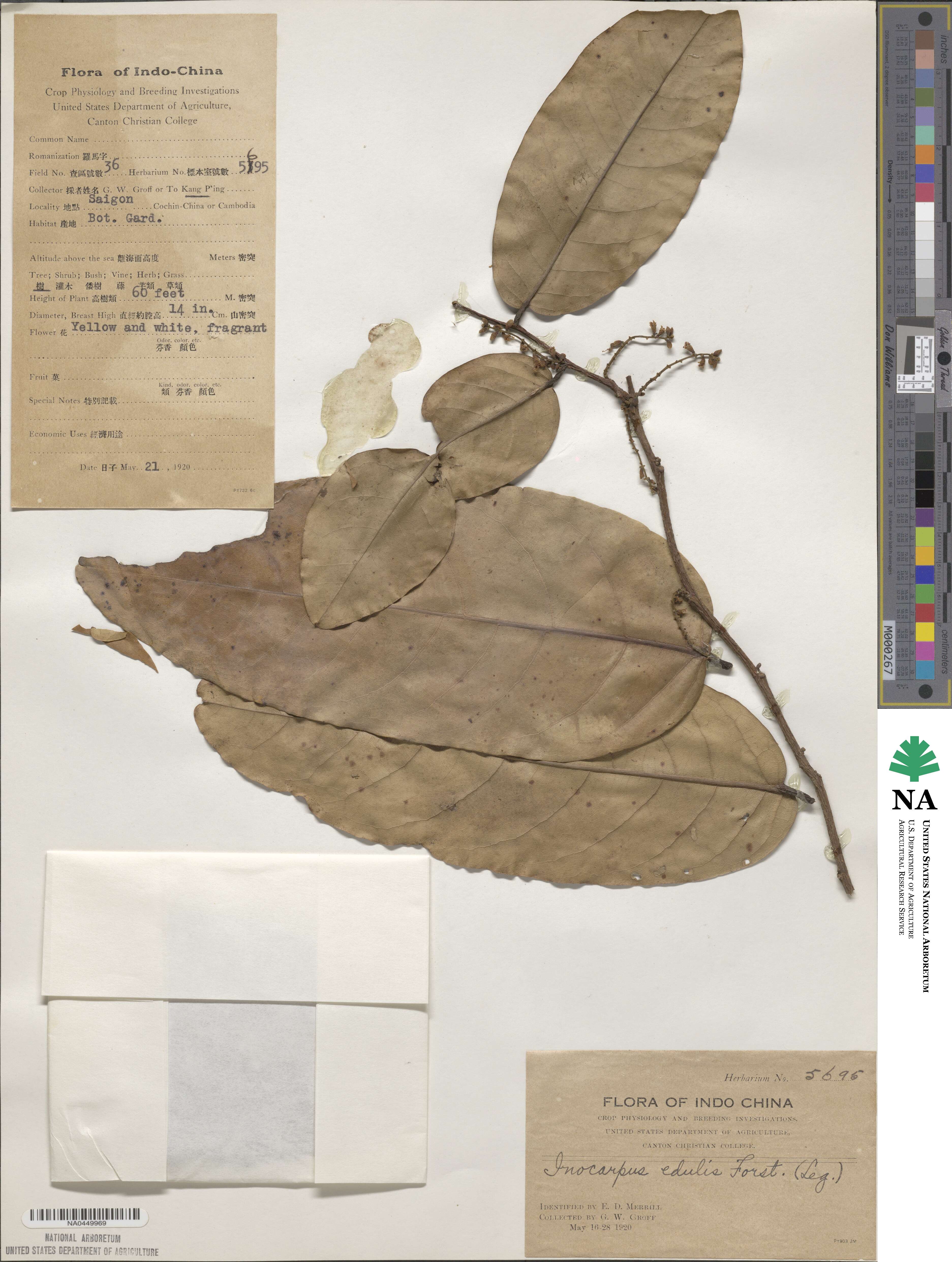 Inocarpus fagifer image