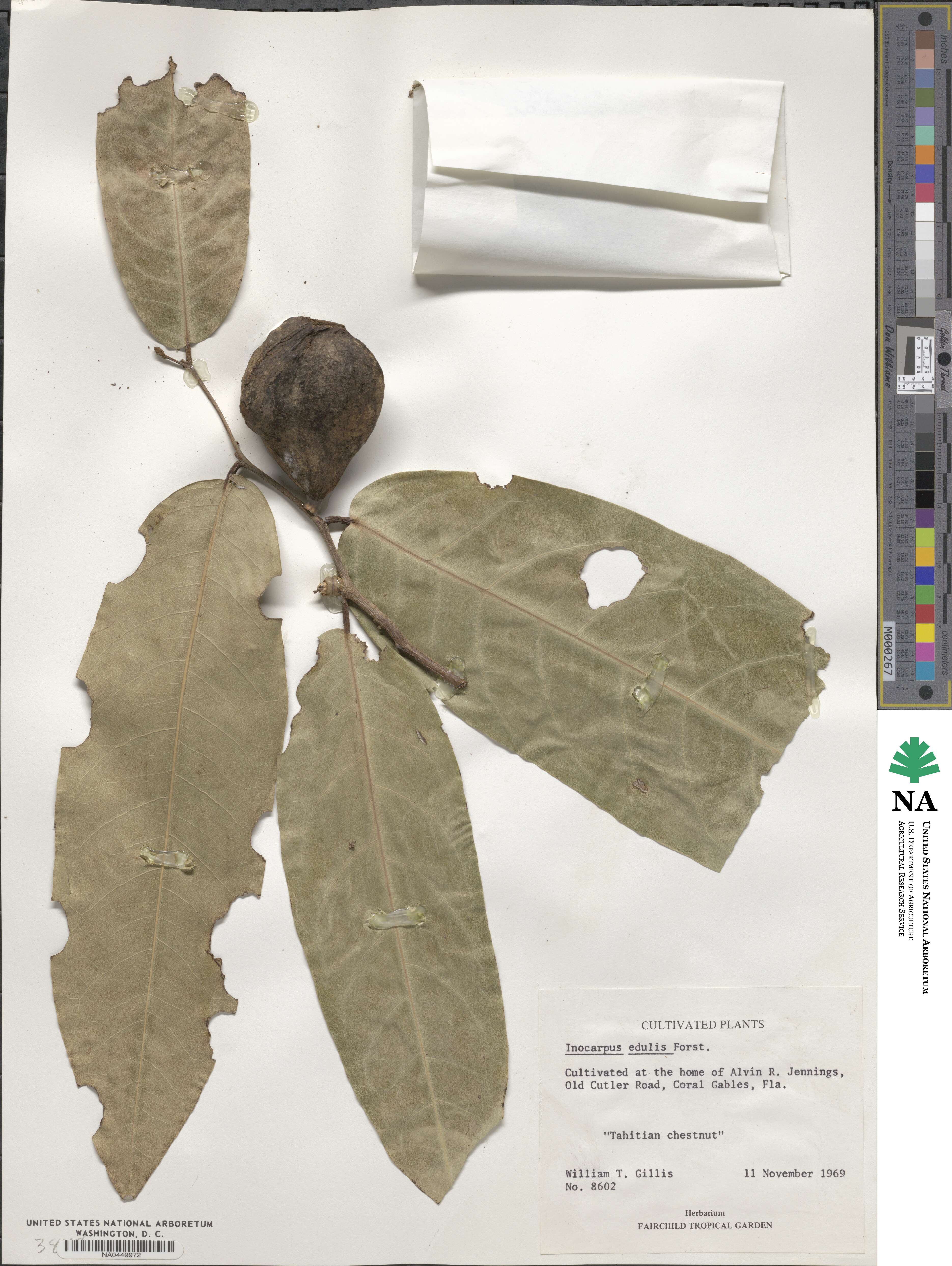 Inocarpus fagifer image
