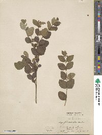 Symphoricarpos mollis image