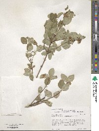 Symphoricarpos occidentalis image