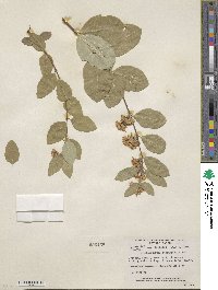 Symphoricarpos occidentalis image