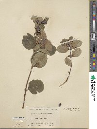 Symphoricarpos occidentalis image