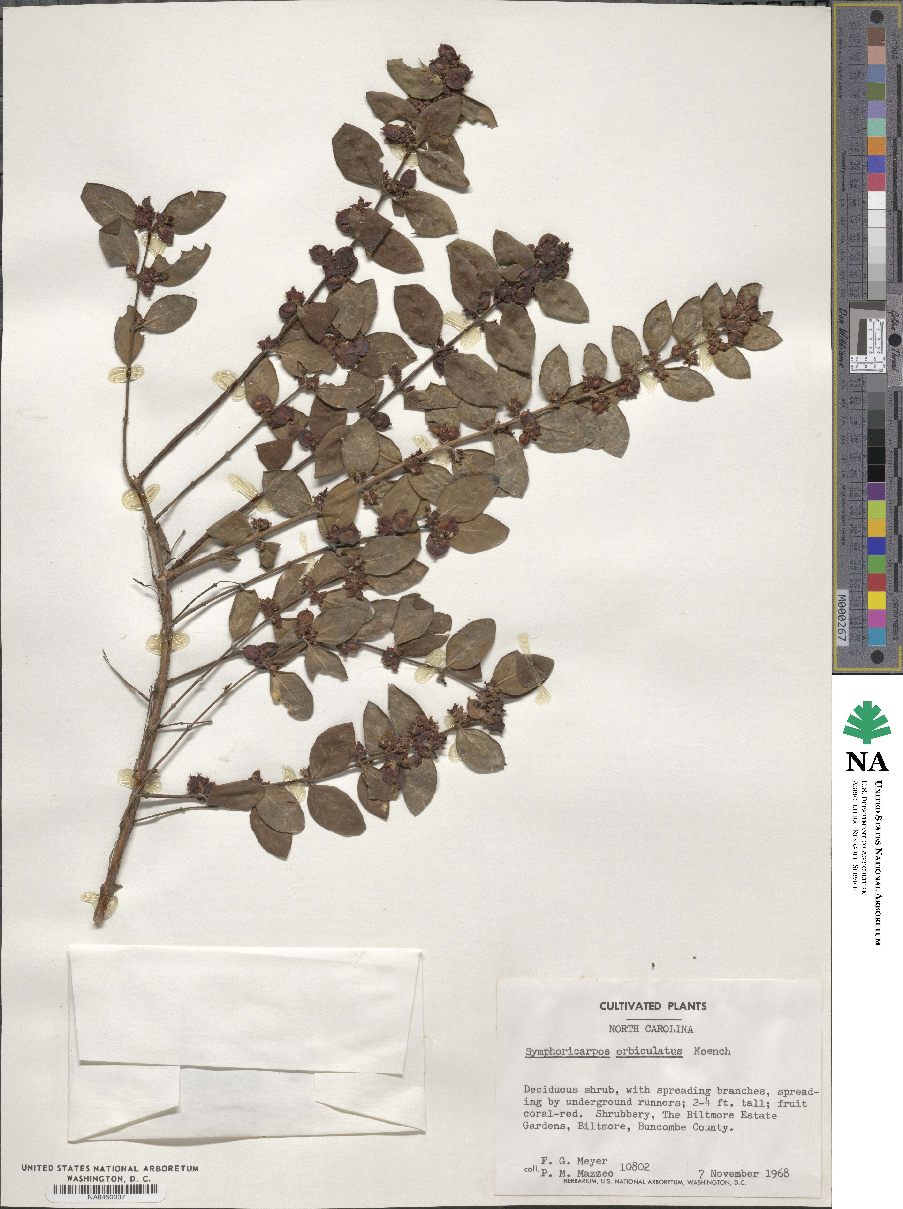 Symphoricarpos image