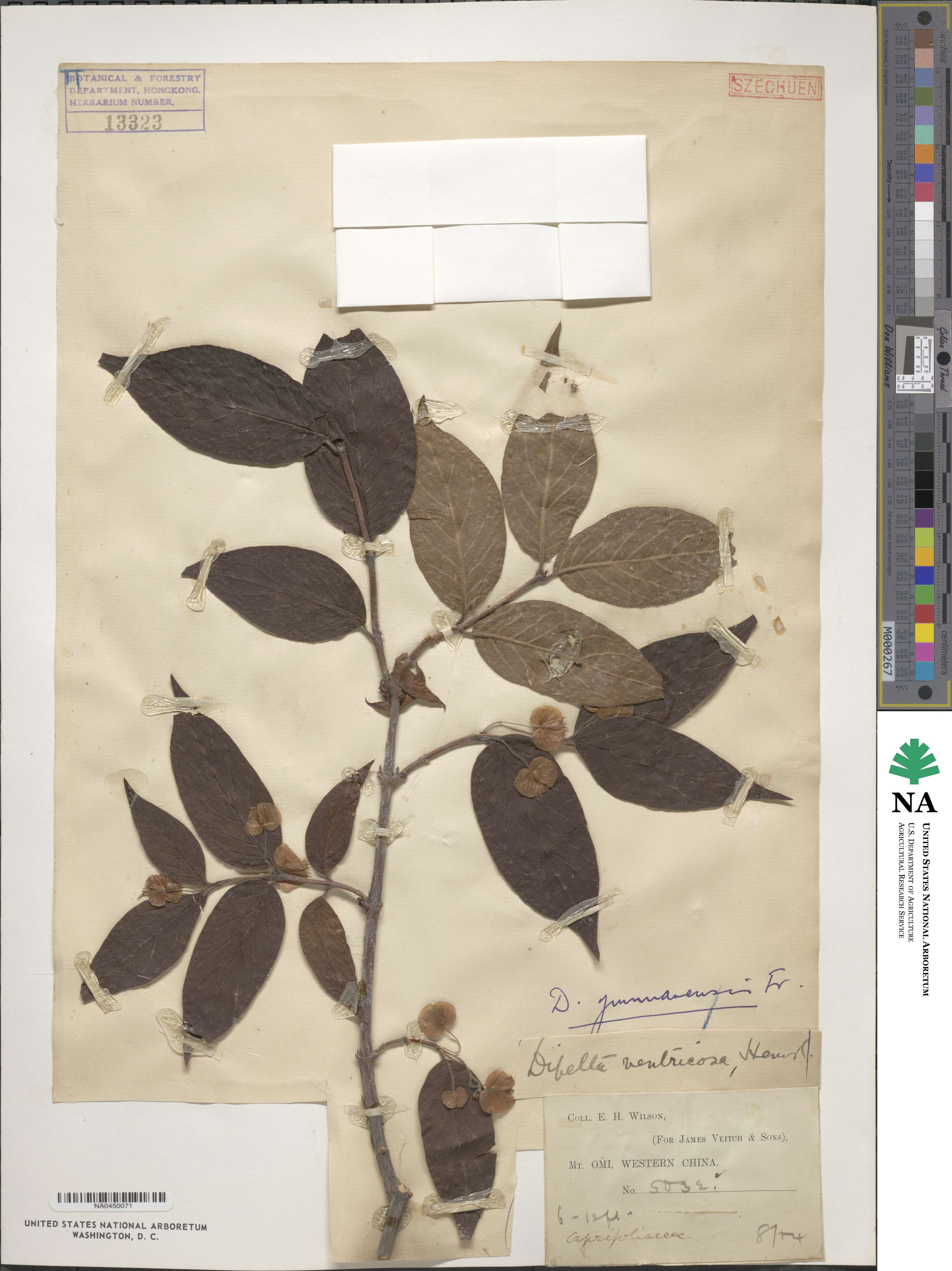 Dipelta yunnanensis image