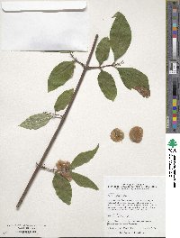 Dipelta floribunda image