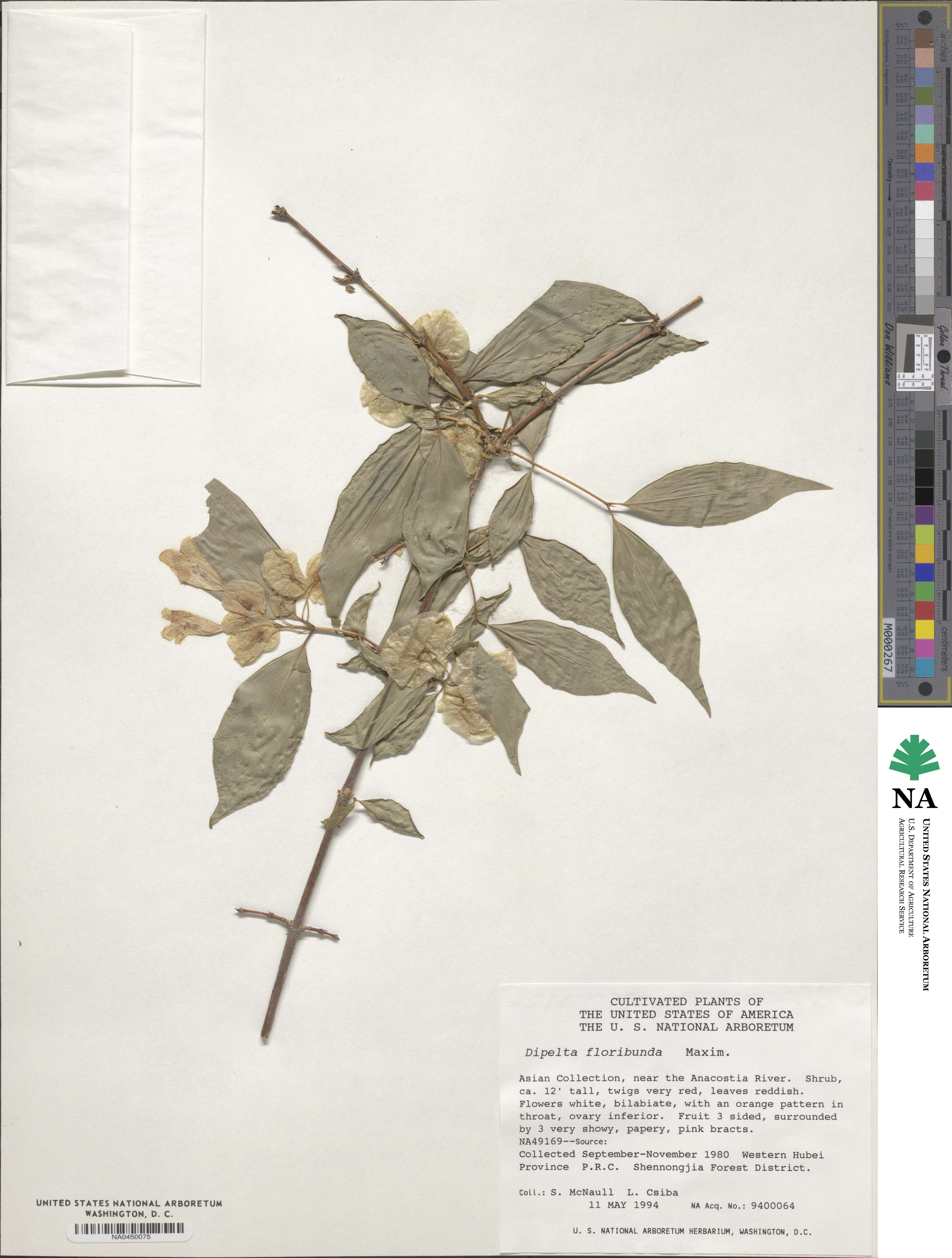 Dipelta floribunda image