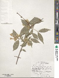 Dipelta floribunda image