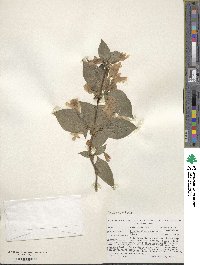 Dipelta floribunda image