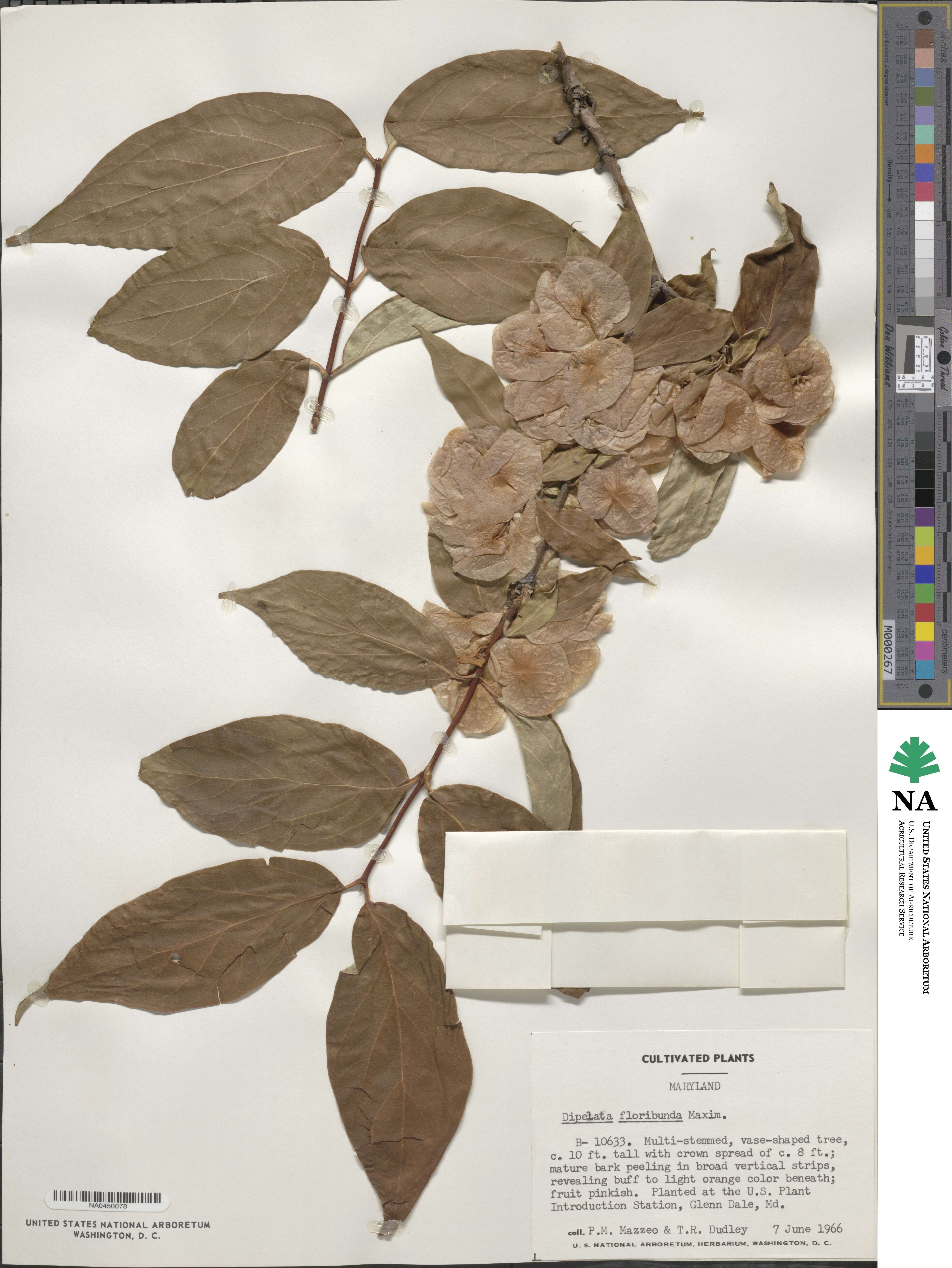 Dipelta floribunda image