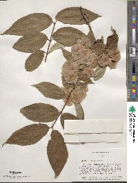 Dipelta floribunda image