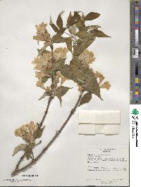 Dipelta floribunda image