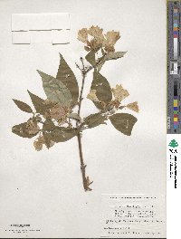 Dipelta floribunda image