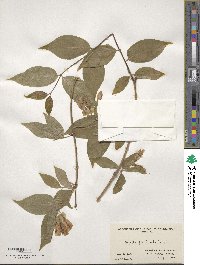 Dipelta floribunda image