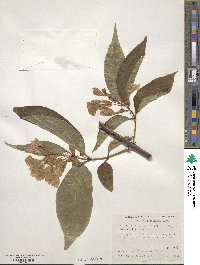 Dipelta floribunda image