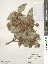 Dipelta floribunda image