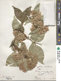 Dipelta floribunda image