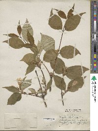 Dipelta floribunda image