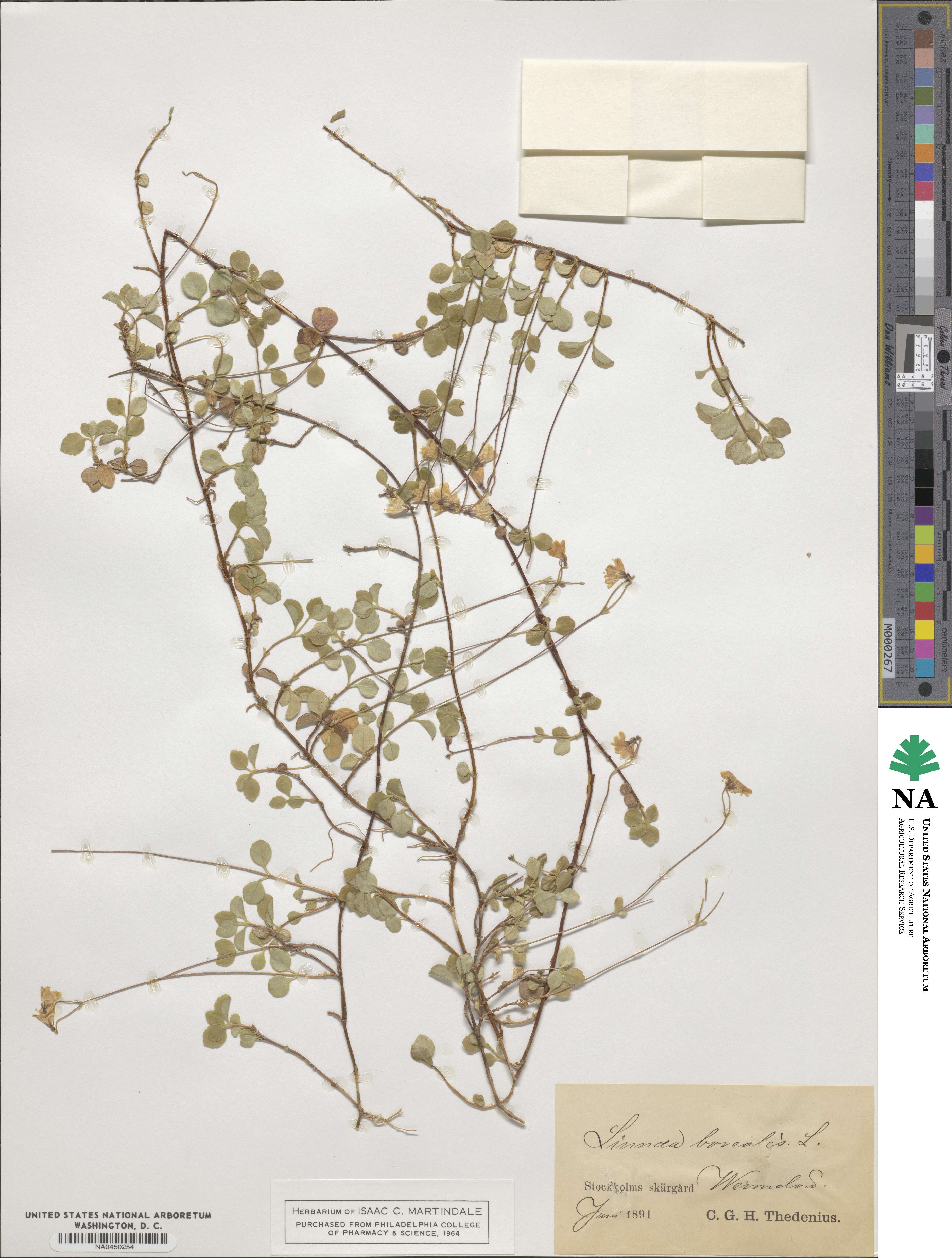 Linnaea borealis image