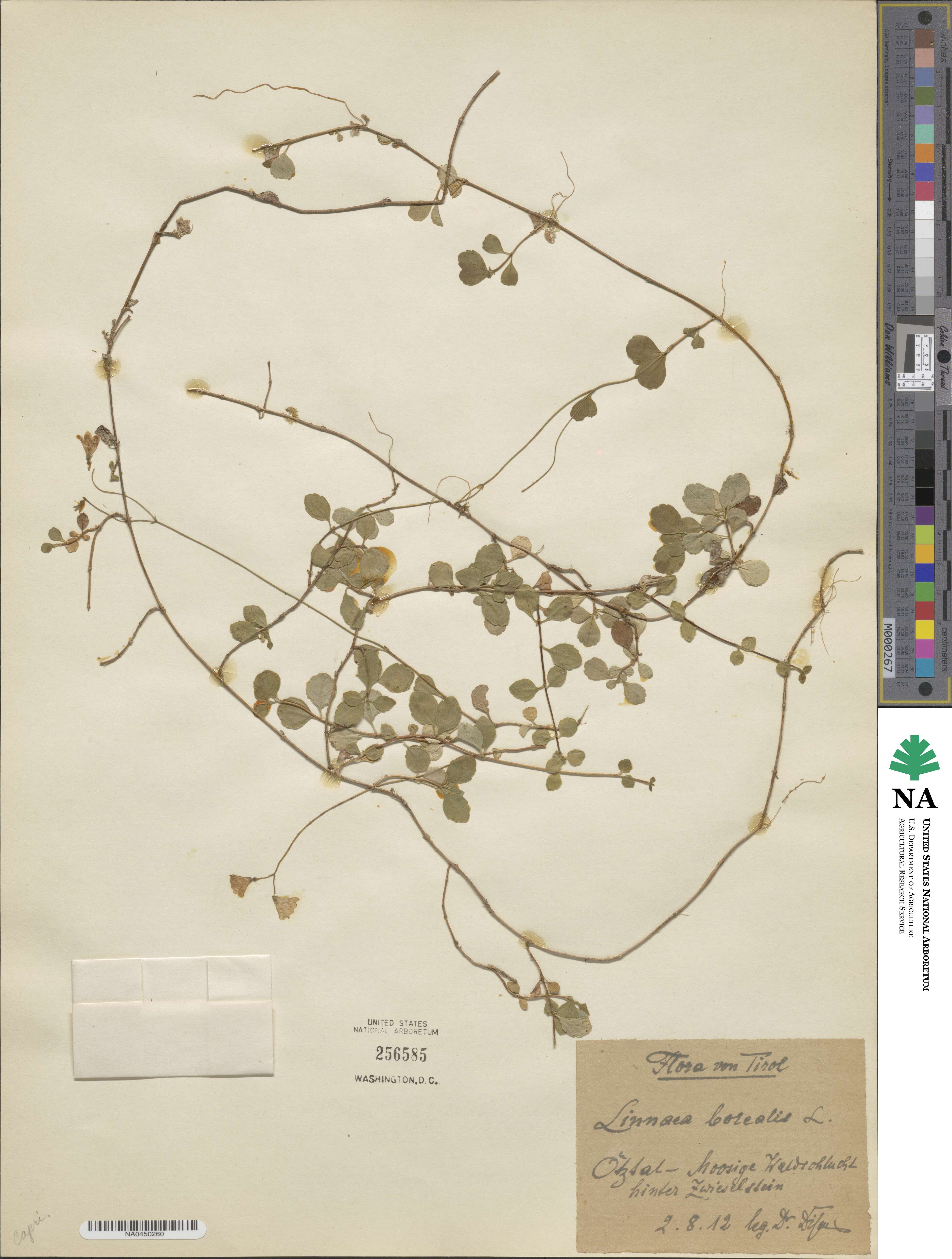 Linnaea borealis image