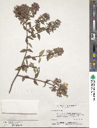 Abelia chinensis image