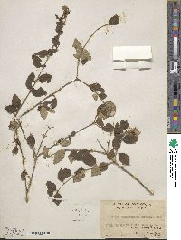 Abelia chinensis image